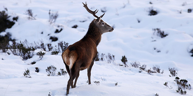 Il proiettile nella neve